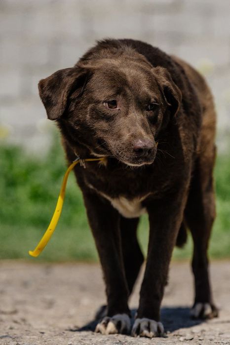 Шоколад ждет своего человека!