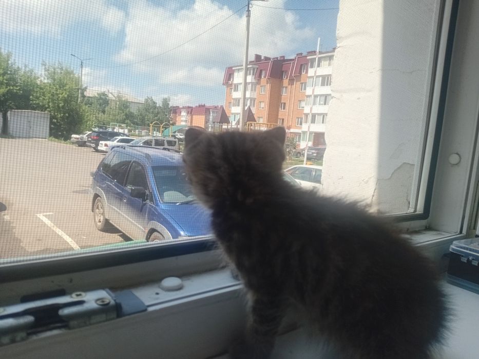 Катенок в добрые руки