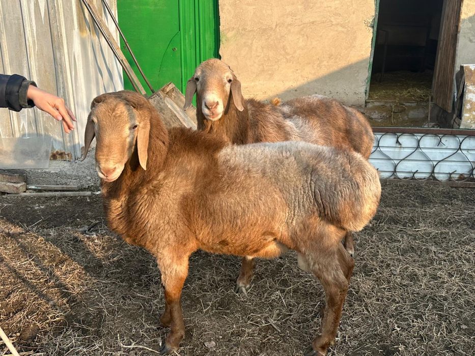 Бараны Арашан Гиссар смесь (самец)