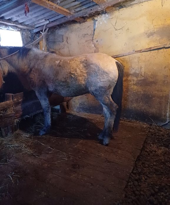 Қара жал құла құнан