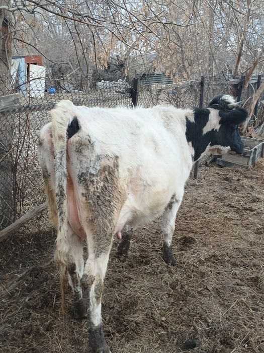 Продаётся корова