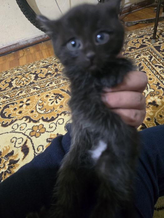 Отдам котята. Родились 25 ноября