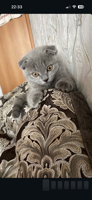 Отдам кота в добрые руки