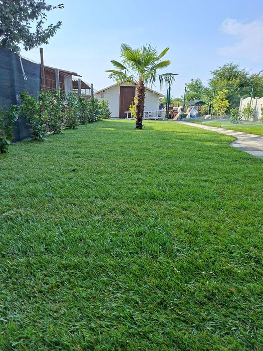 Catalpa ,prunus pisardis, palmieri ,Măslini
