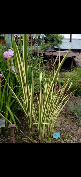 Продам злаки для сада