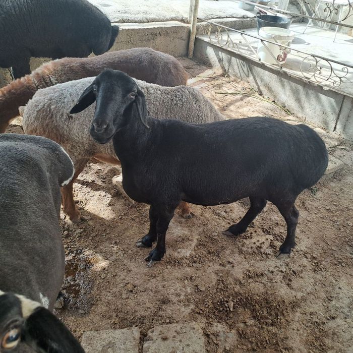 Кучкорлар ва куйлар суиб берилади