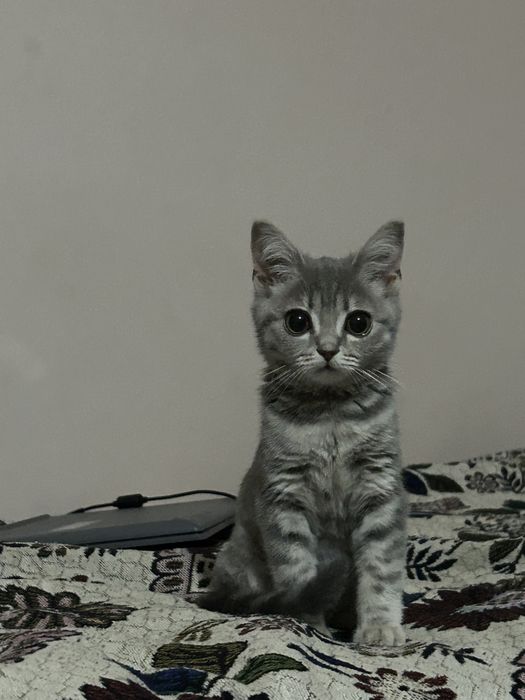 отдадим котенка в добрые руки, девочка