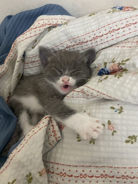 Отдам котенка даром