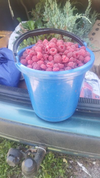 Продам малину домашняя