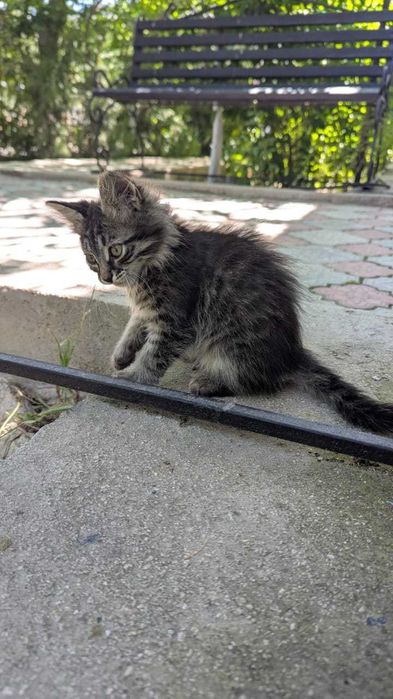 Котенок. Мальчик. Бесплатно. Отдам.