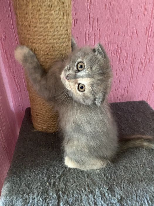 Отдам кошечек в заботливые руки