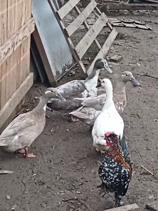 De vanzare rate Hookbill