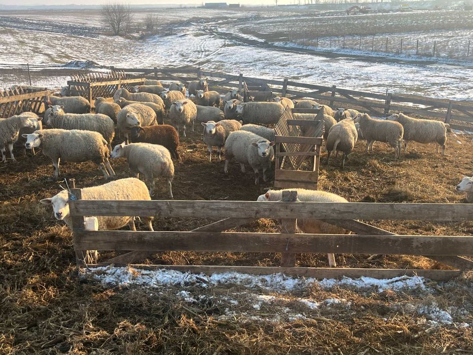 Femele Texel linie Marea Britanie