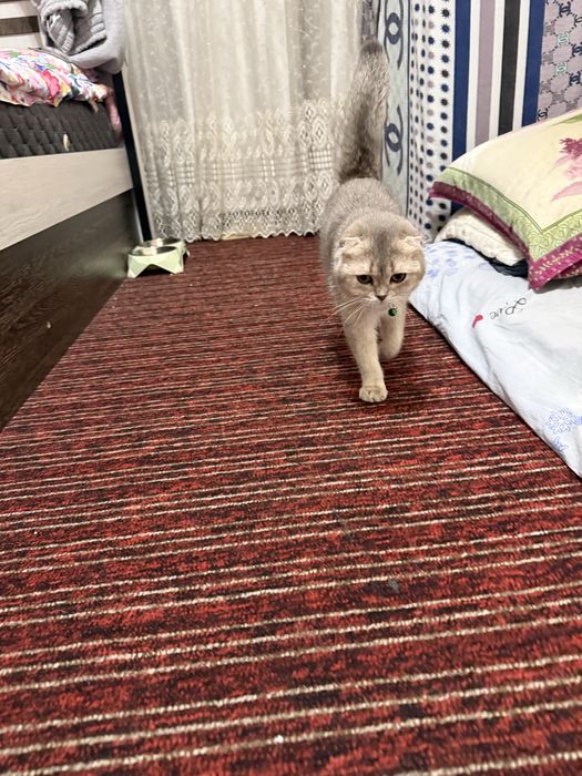 Shinshila mushuk sotiladi