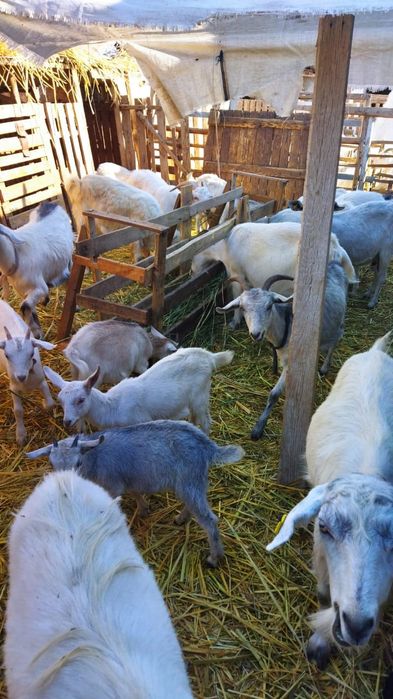 Күйеуі әйелін жұдырықтасуға мәжбүрлеген