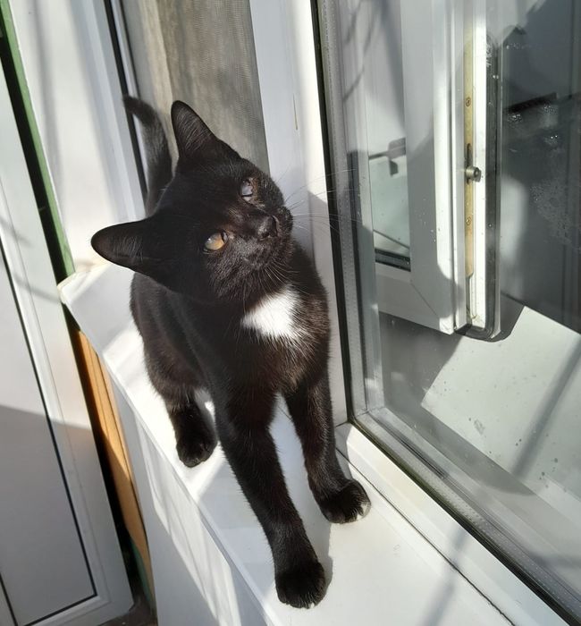 Отдам кота в добрые руки