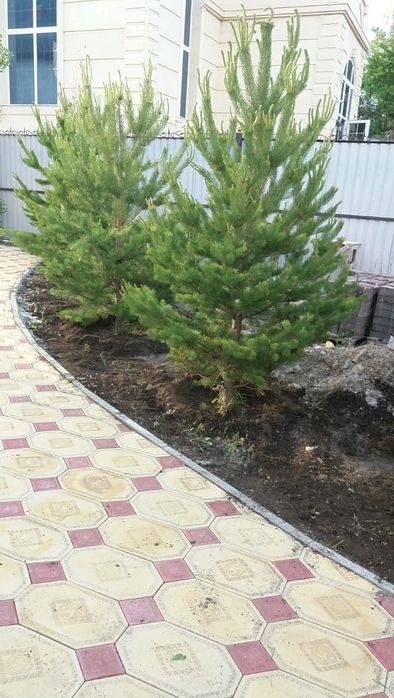 Саженцы ёлка сосна