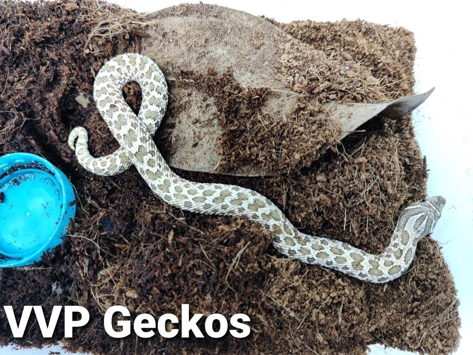 Свиненоса Змия / Heterodon nasicus