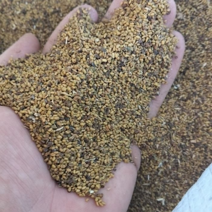 Sămânța de lucerna