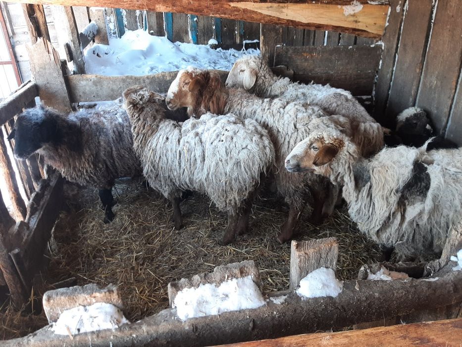 Обменяю  овец на лошадь.