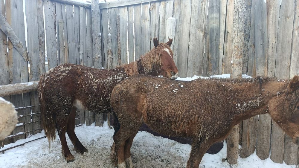 Продам два баитал