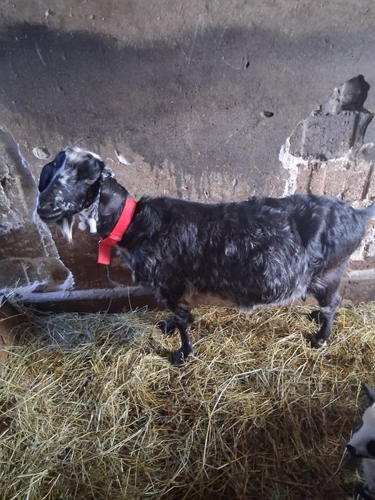 Vând capra bună de lapte cu ed după ia