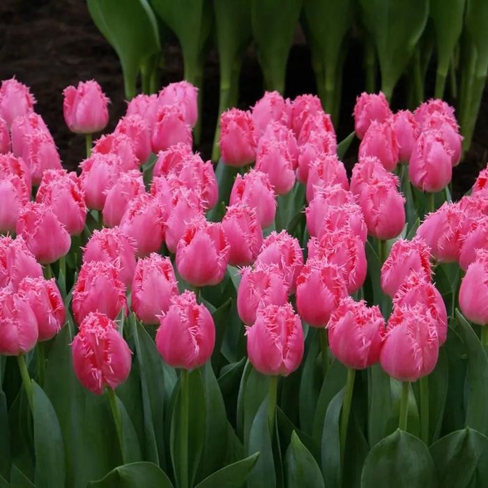 Тюльпаны оптом и в розницу