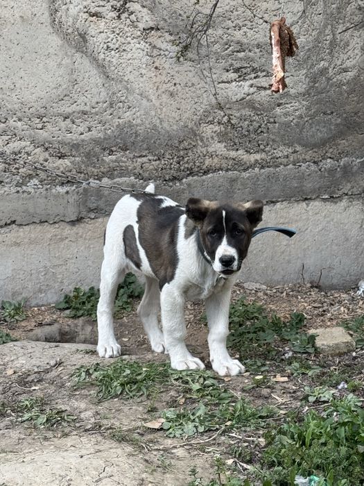 Күшік линия қарабас!!!