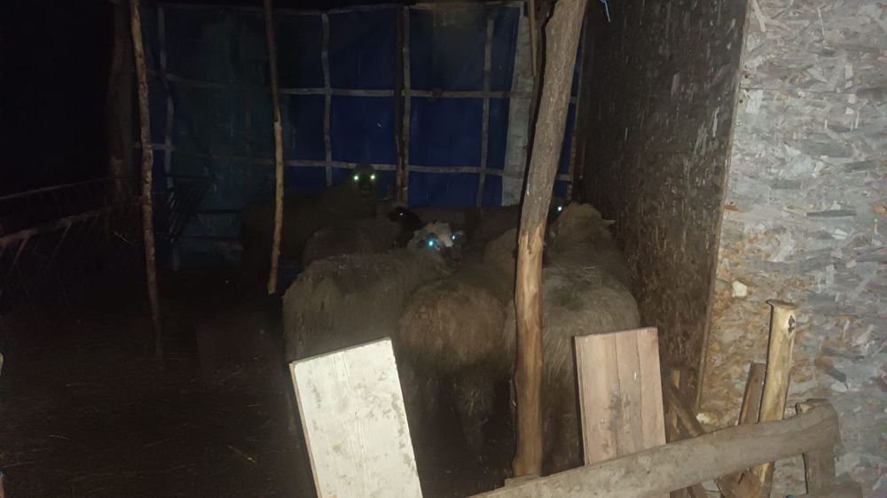 Vand 3 berbeci foarte frumosi