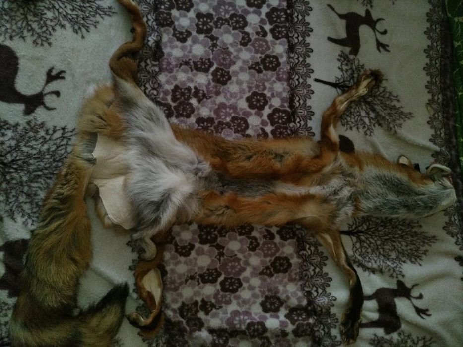 Vulpe pentru împaiat