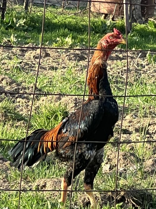 Дакан қораз сатылады