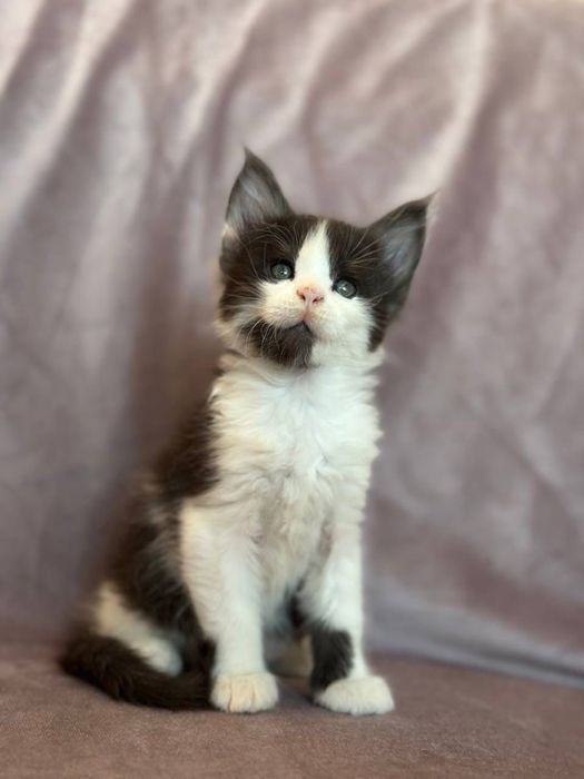 Маленький принц Мейн-кун