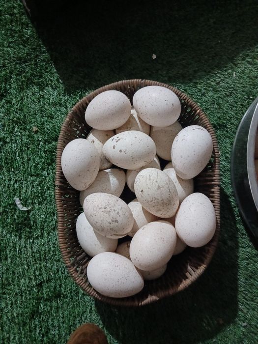 Uruglangan kurka tuxumi sotiladi