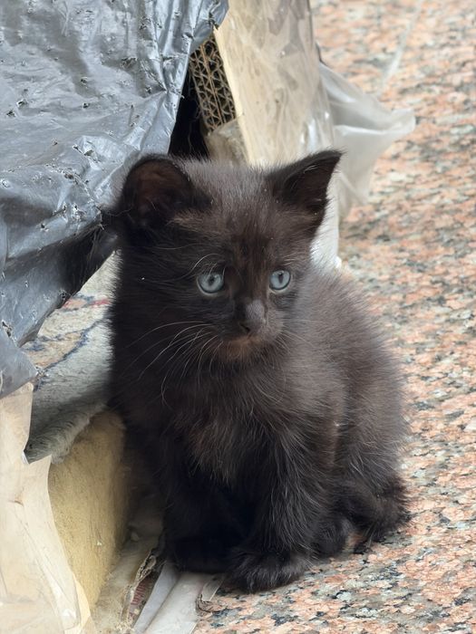 отдам котят в хорошие руки!