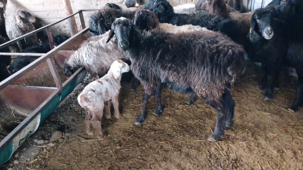 ҚозылыҚойларСатылады