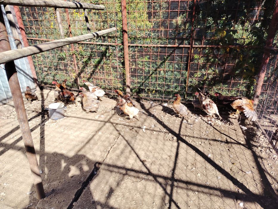 Vând găini araucane oua verzi