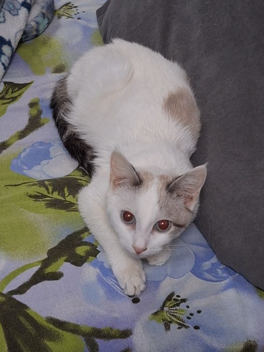 Кошечка в добрые руки