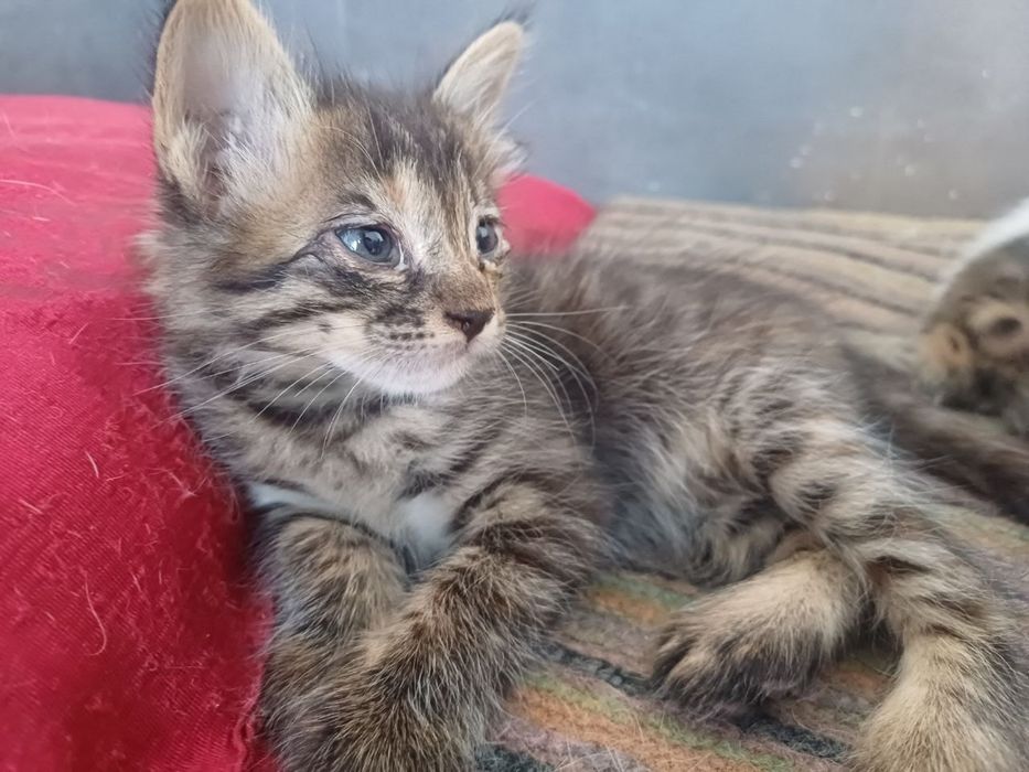 2 котенка 40 дней