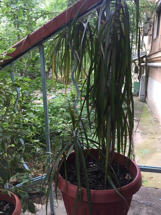 Продам драцену большую