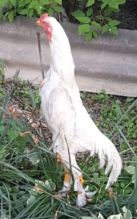 Продам кур о шамо