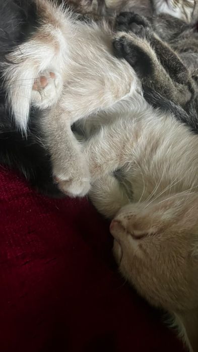 Отдам котят бесплатно.