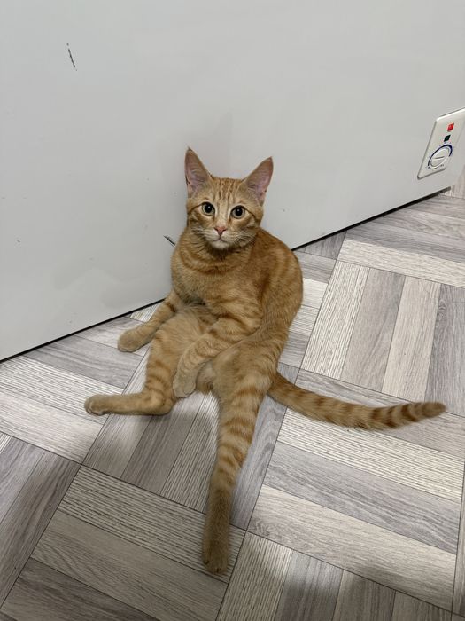 Пропал кот, рыжий