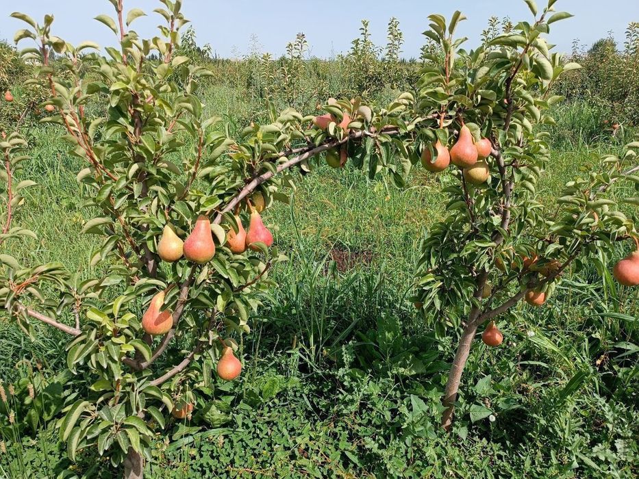 Мевали кочатлар сотувда