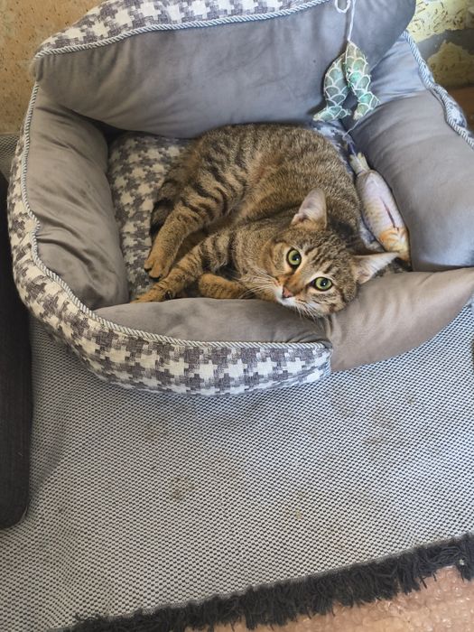 Мими търси любящ и отговорен дом.