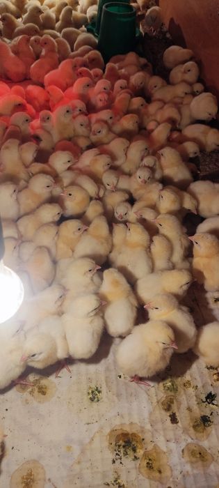 Продам цыплят бройлеров