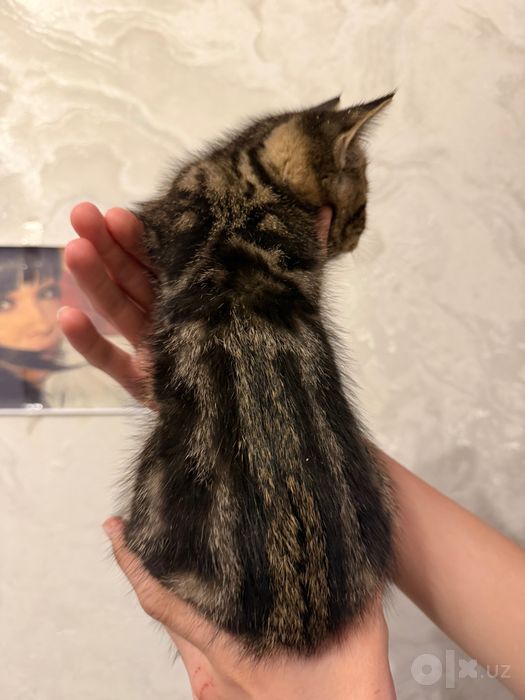 продам котят британский шиншила