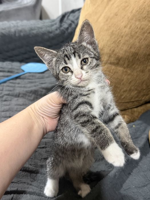 Котята отдам в добрые руки