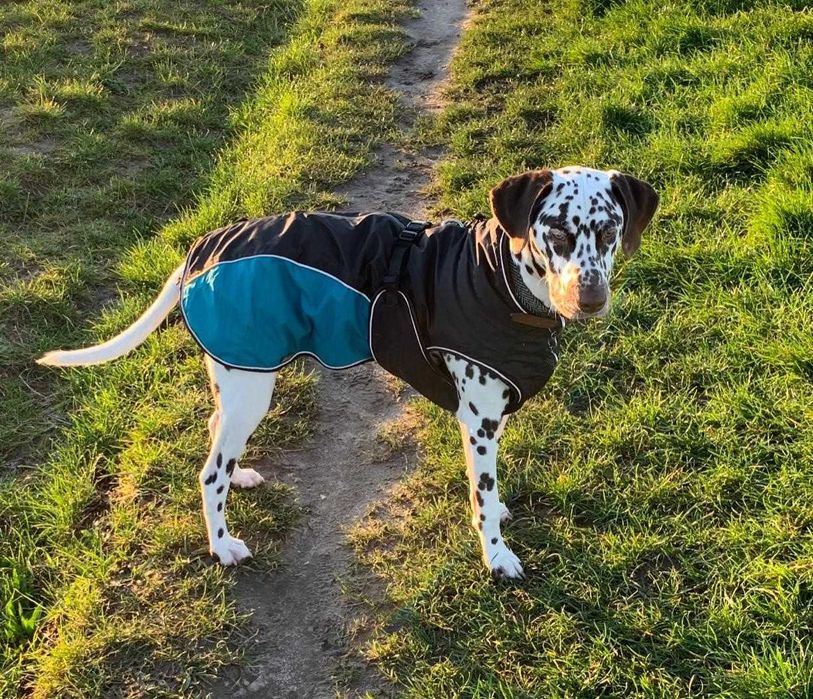 Vesta palton haina caine diverse marimi Hunter rezistanta apa/vant NOU