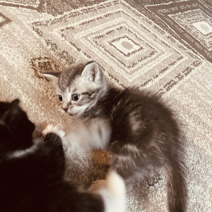 Бесплатно отдам КОТЯТ