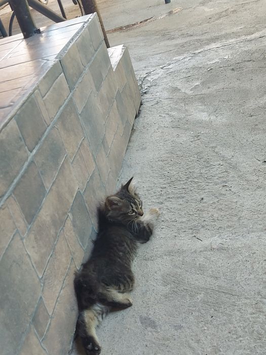 Котята отдам даром